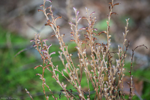 Beechdrops (Epifagus virginiana)