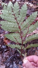 Beechdrops (Epifagus virginiana)