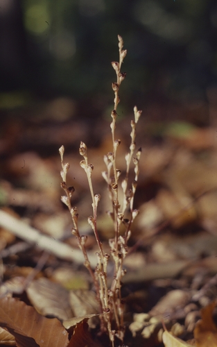 Beechdrops (Epifagus virginiana)
