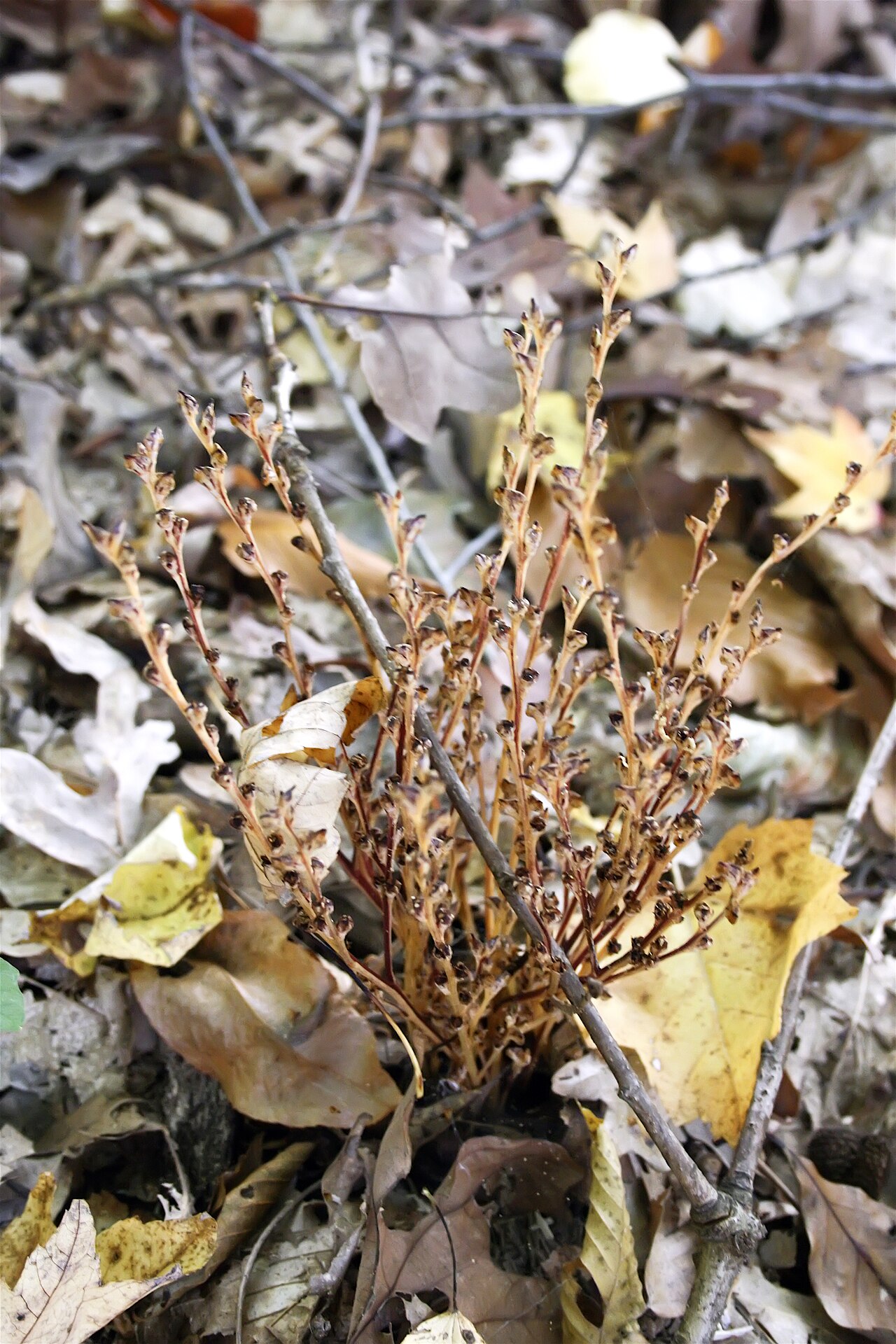 Beechdrops: Beechdrops ( Epifagus virginiana ) in Al Sabo located in Texas Township , Michigan .
