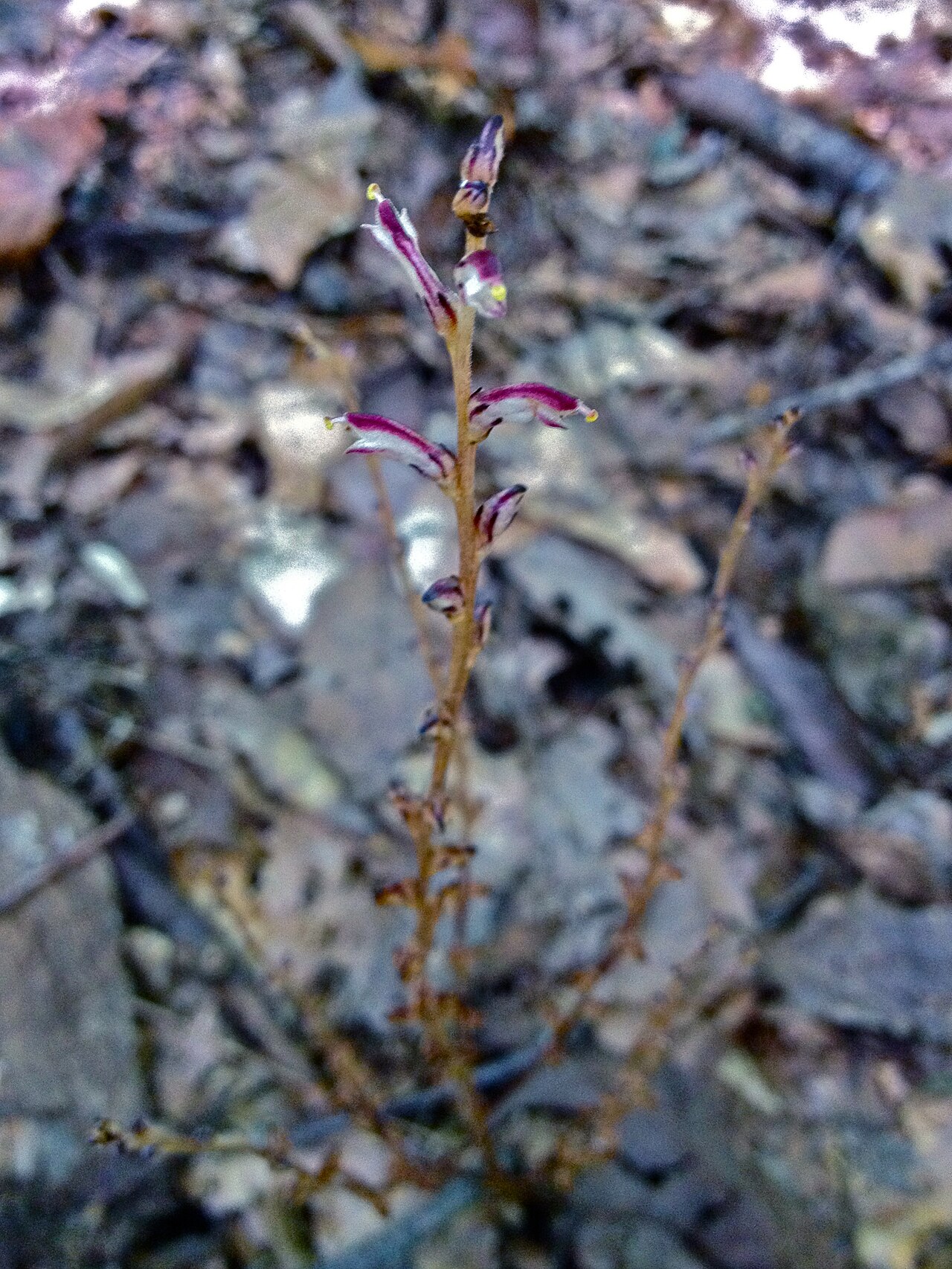 Beechdrops: Photo of Epifagus americana in flower. This is a native plant growing wild in Rock Creek Park, Washington, D.C., USA. This species is a member of the Orobanchac