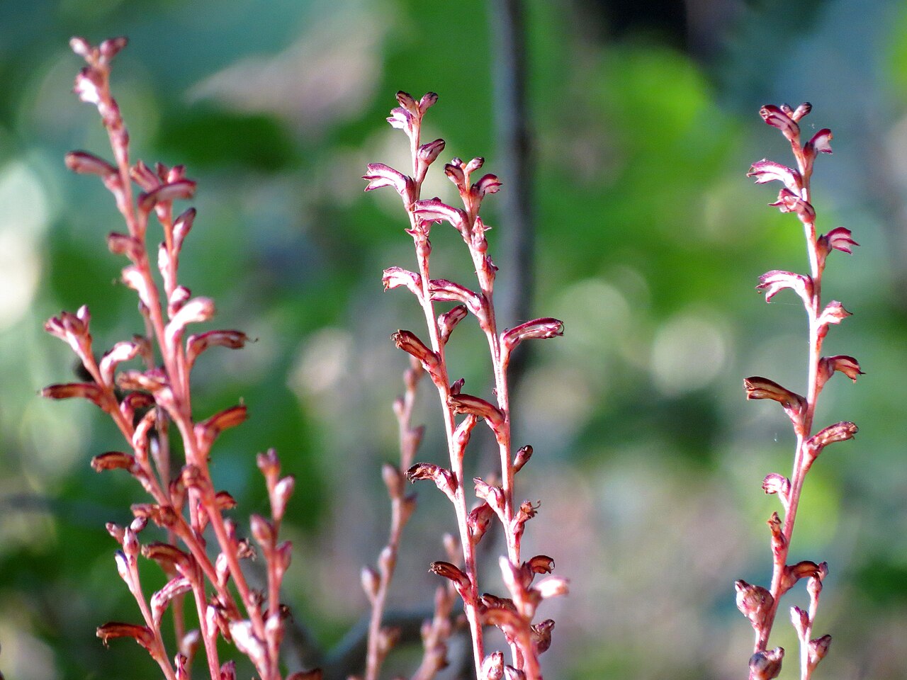 Beechdrops: Epifagus virginiana . Rock Creek Park, Washington, DC, USA.