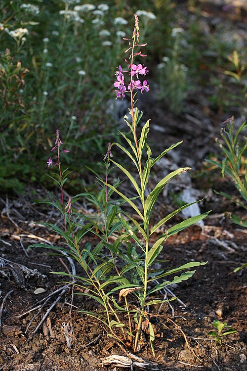 Fireweed: Fireweed