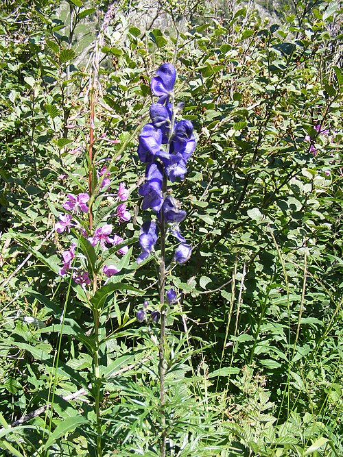 Fireweed: This photo shows Aconitum napellus (front centre), Chamerion angustifolium (front left), Alnus viridis