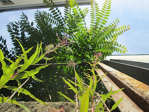 Fireweed: Schmalblättriges oder Wald-Weidenröschen ( Chamerion angustifolium ) an einem ungewöhnlichen Standort an einer Hof-Durchfahrt in Saarbrücken nebst Götterbaum
