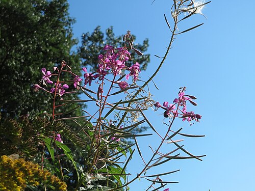 Fireweed: Schmalblättriges Weidenröschen ( Chamerion angustifolium ) im Naturschutzgebiet Karl-Ludwig-See