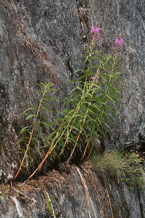 Fireweed: Fireweed, Rosebay Willowherb