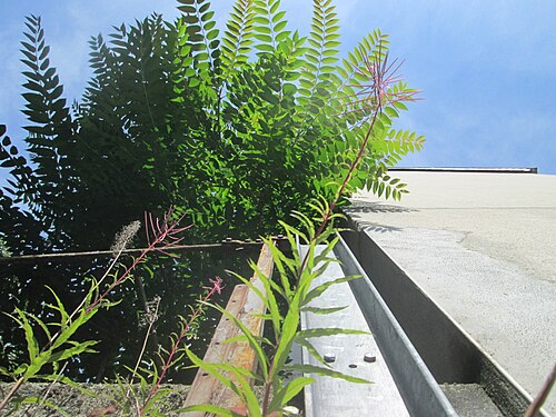 Fireweed: Schmalblättriges oder Wald-Weidenröschen ( Chamerion angustifolium ) an einem ungewöhnlichen Standort an einer Hof-Durchfahrt in Saarbrücken nebst Götterbaum