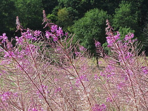 Fireweed: Schmalblättriges Weidenröschen ( Chamerion angustifolium ) am Schalkenmehrener Maar
