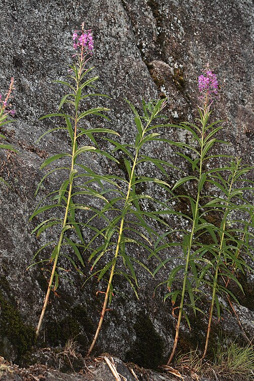 Fireweed: Fireweed, Rosebay Willowherb