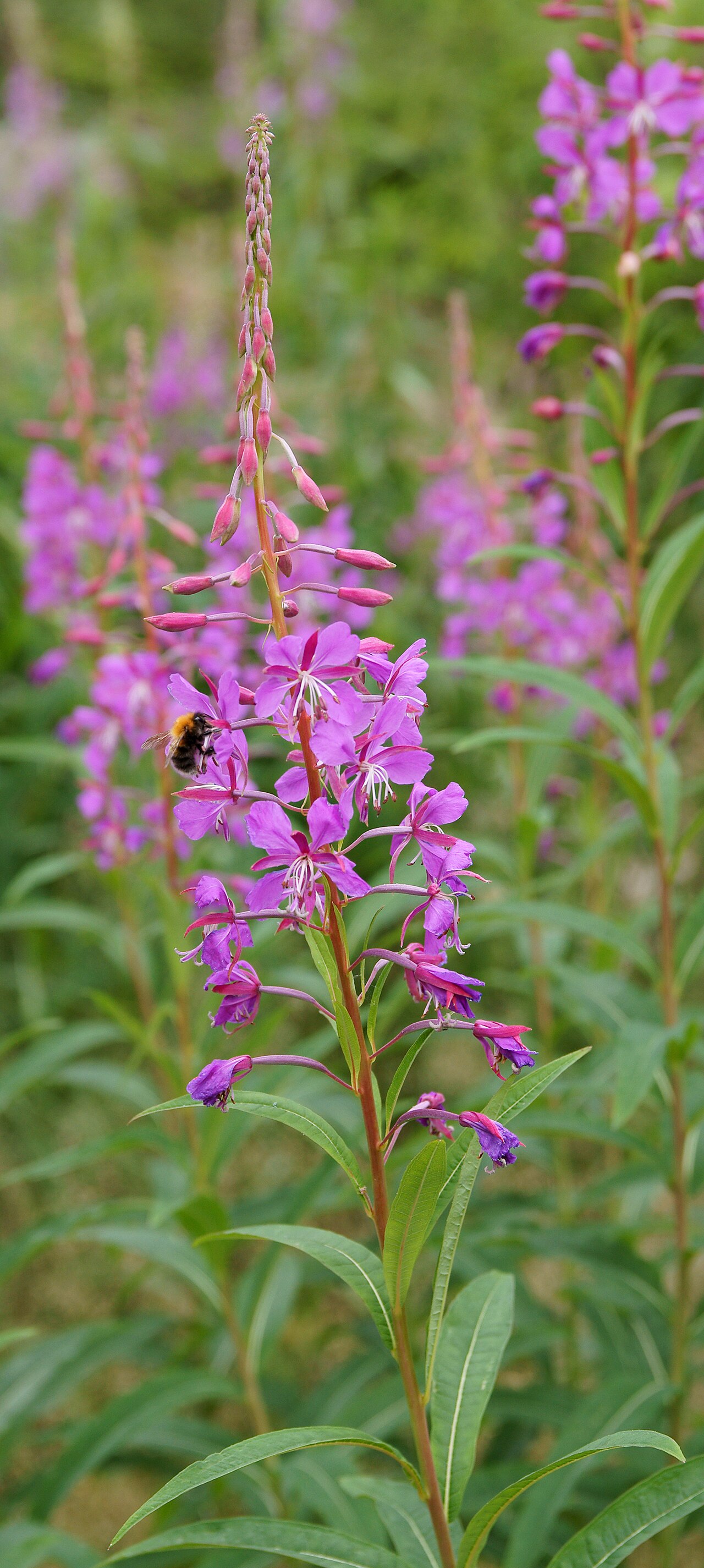 Fireweed: Fireweed ( Epilobium angustifolium ).