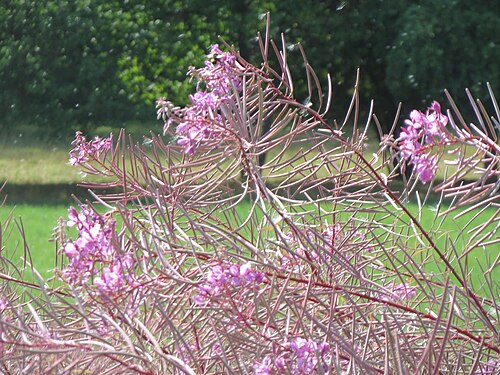 Fireweed: Schmalblättriges Weidenröschen ( Chamerion angustifolium ) am Schalkenmehrener Maar