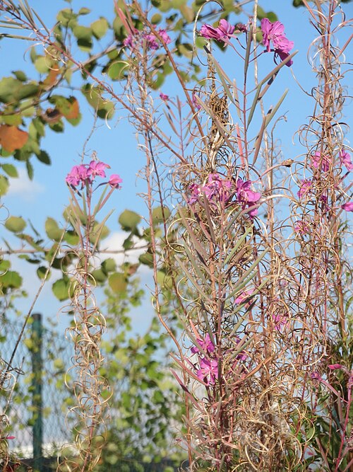 Fireweed: Schmalblättriges Weidenröschen ( Chamerion angustifolium ) in Bruchmühlbach-Miesau