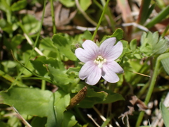Epilobium curtisiae (Epilobium curtisiae)