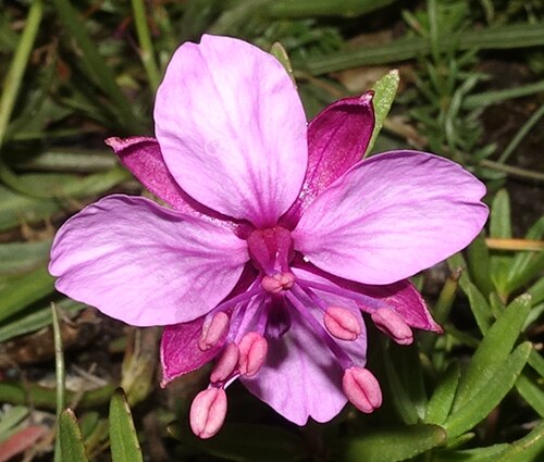 Epilobium fleischeri: Fleischers Weidenröschen, Kies-Weidenröschen, Epilobium fleischeri , am Murmelweg in Zermatt, Wallis