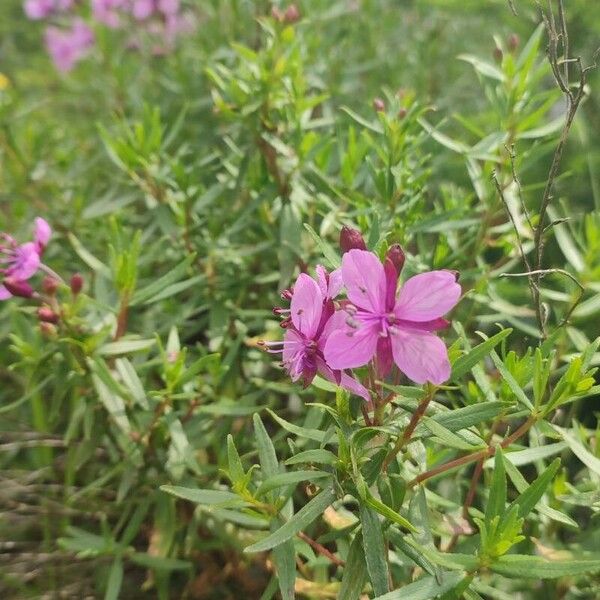 Epilobium fleischeri (Epilobium fleischeri)