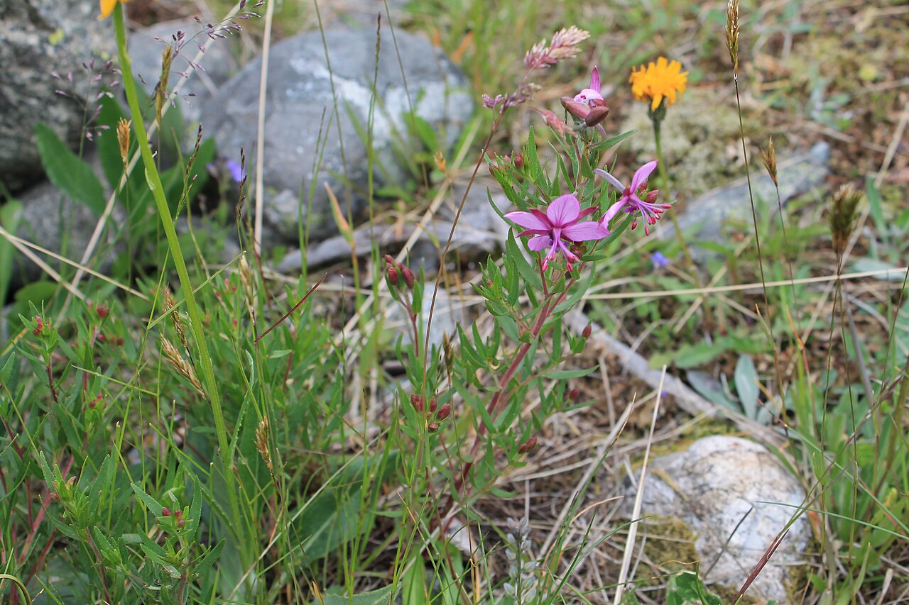 Epilobium fleischeri: Epilobium fleischeri at Val Roseg, Graubünden, Switzerland. 100 years before, the Tschierva glacier still used to cover this place.