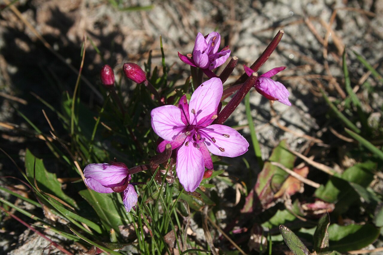 Epilobium fleischeri: Fleischers Weidenröschen, Kies-Weidenröschen, Epilobium fleischeri