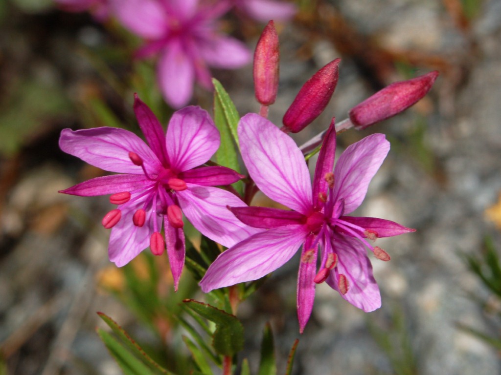 Epilobium fleischeri: Epilobium dodonaei - Valle Argentera, Torino, Italy