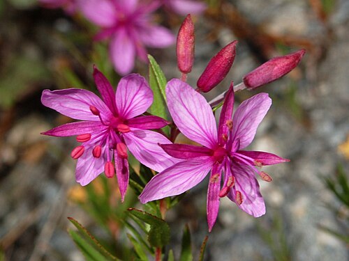 Epilobium fleischeri: Epilobium dodonaei - Valle Argentera, Torino, Italy