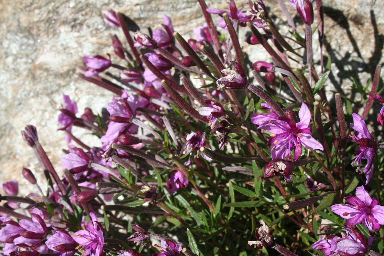 Epilobium fleischeri: Épilobe des moraines
