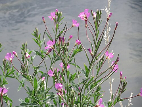 Great willowherb: Zottiges Weidenröschen ( Epilobium hirsutum ) am Kraichbach bei Hockenheim