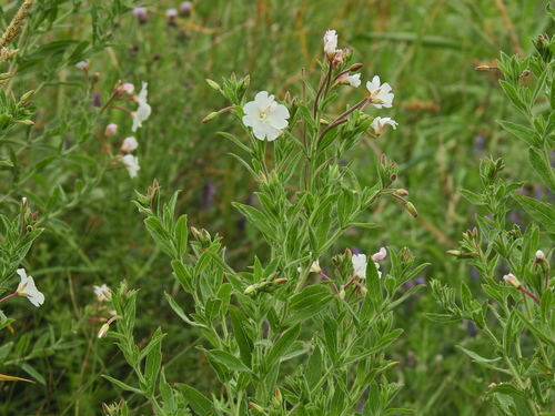 Great willowherb (Epilobium hirsutum)
