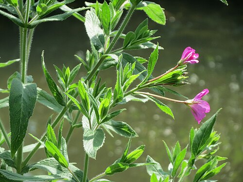 Great willowherb: Zottiges Weidenröschen ( Epilobium hirsutum ) am Kraichbach in Hockenheim
