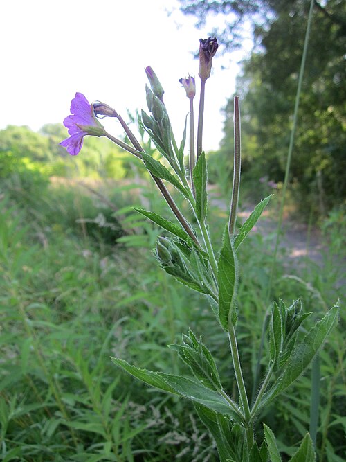 Great willowherb: Zottiges Weidenröschen ( Epilobium hirsutum ) im Naturschutzgebiet "St. Arnualer Wiesen"