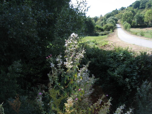 Great willowherb (Epilobium hirsutum)