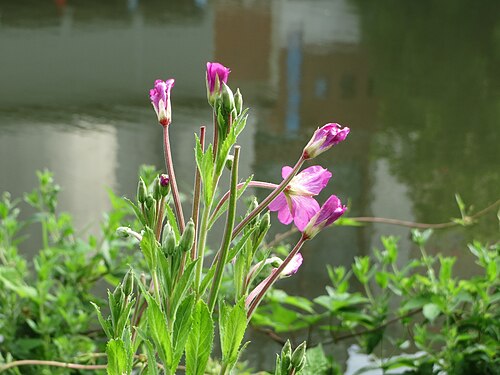 Great willowherb: Zottiges Weidenröschen ( Epilobium hirsutum ) an der Saar in Saarbrücken