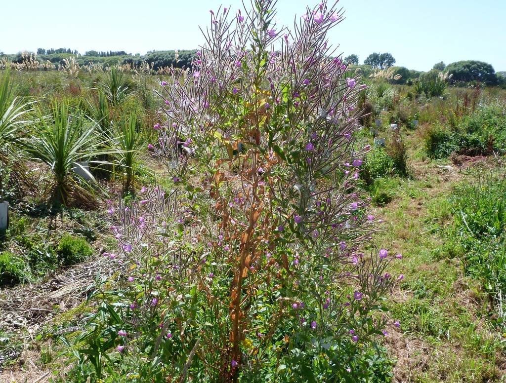 Great willowherb (Epilobium hirsutum)