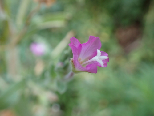 Great willowherb (Epilobium hirsutum)