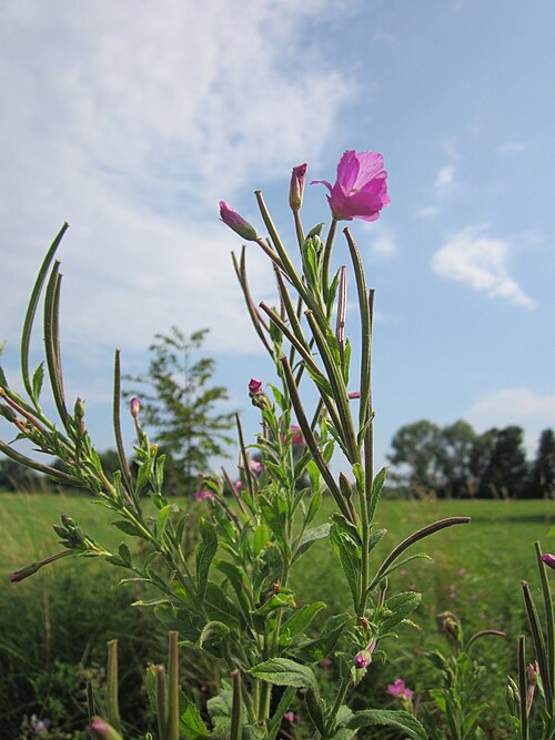 Great willowherb: Zottiges Weidenröschen ( Epilobium hirsutum ) im Hockenheimer Rheinbogen