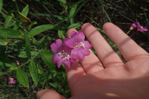 Great willowherb (Epilobium hirsutum)