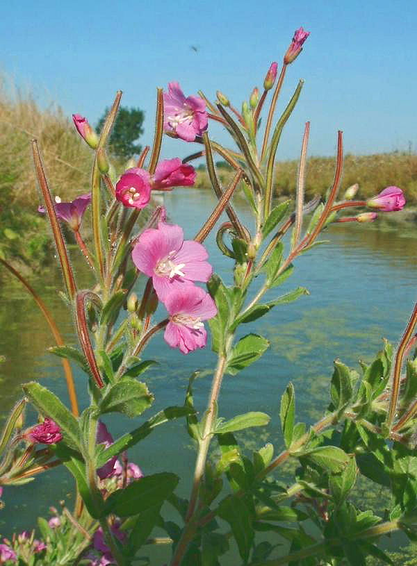 Great willowherb: Épilobe hirsute, photo J.F. Gaffard, fr:Talmont-Saint-Hilaire , juillet 2004,