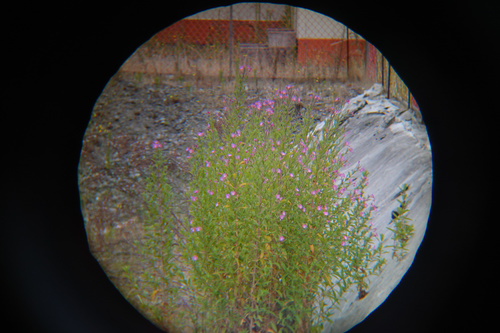 Great willowherb (Epilobium hirsutum)