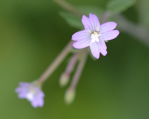 Broad-leaved willowherb (Epilobium montanum)