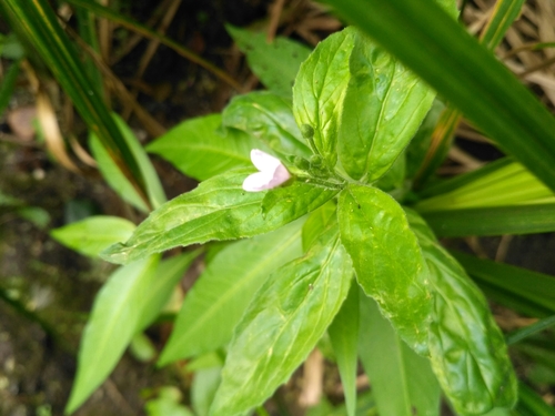 Broad-leaved willowherb (Epilobium montanum)