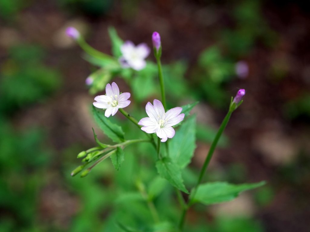 Broad-leaved willowherb (Epilobium montanum)