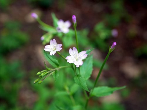 Broad-leaved willowherb (Epilobium montanum)