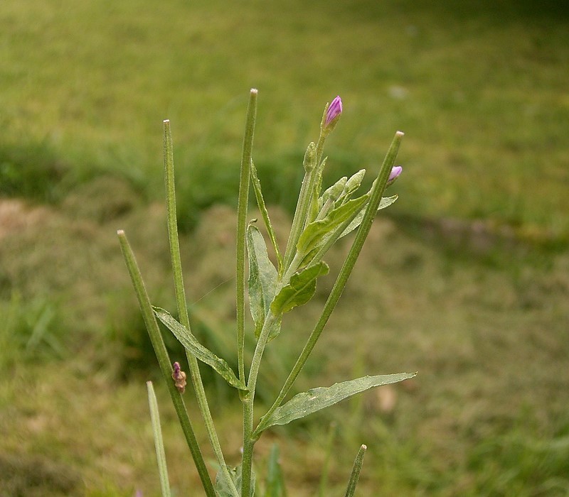 Broad-leaved willowherb: Epilobium montanum