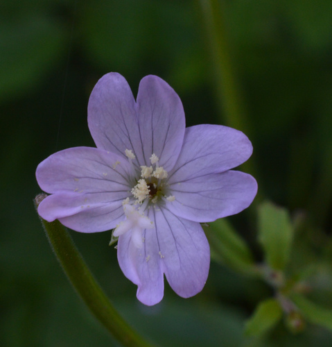 Broad-leaved willowherb (Epilobium montanum)