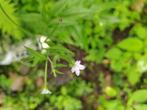 Broad-leaved willowherb (Epilobium montanum)