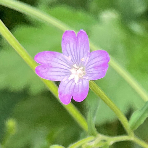Broad-leaved willowherb (Epilobium montanum)