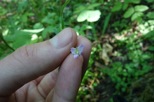 Broad-leaved willowherb (Epilobium montanum)