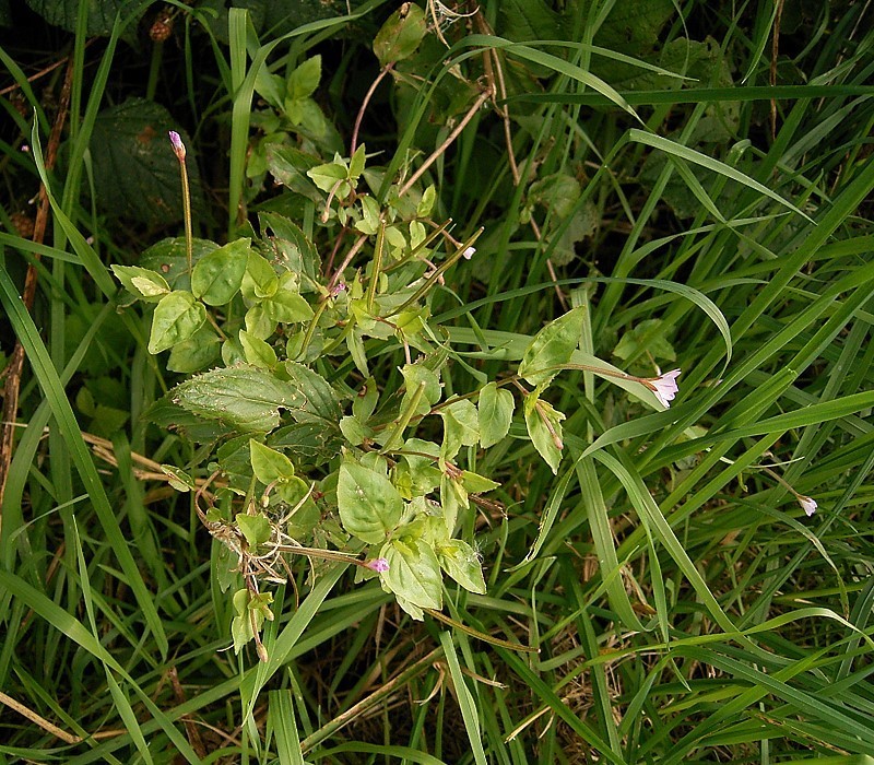 Broad-leaved willowherb: Epilobium montanum