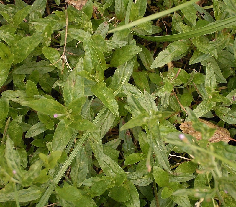 Broad-leaved willowherb: Epilobium montanum