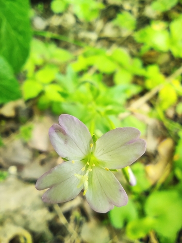 Broad-leaved willowherb (Epilobium montanum)