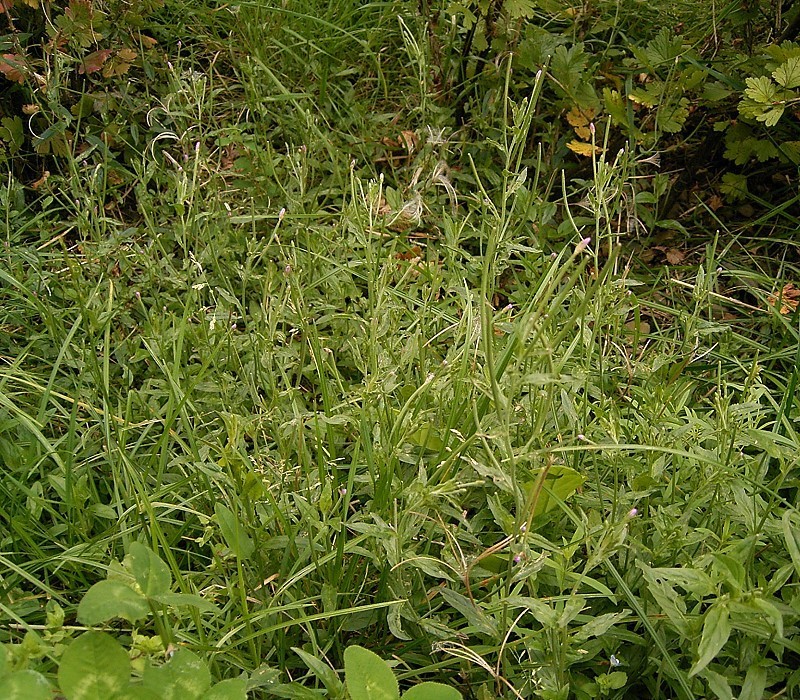 Broad-leaved willowherb: Epilobium montanum